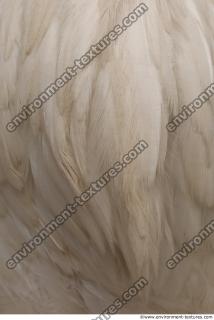 feathers 0001